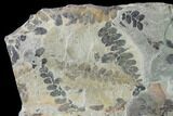 Fossil Fern (Neuropteris & Macroneuropteris) Plate - Kentucky #142430-2